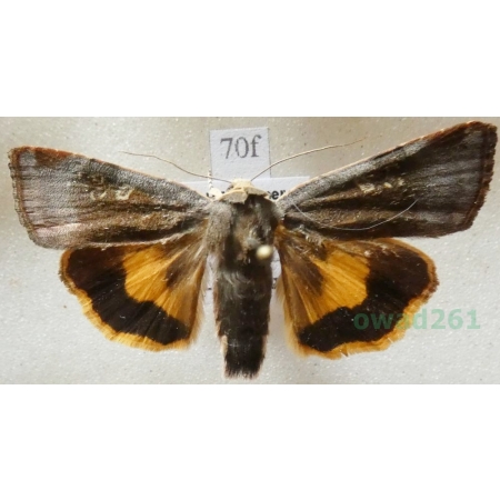 Noctua janthe (Borkhausen, 1792) Rolnica przepaska Czech70f